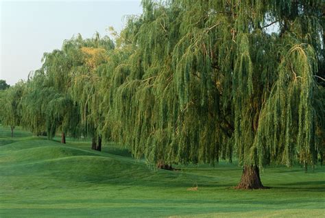 Types Of Weeping Willow Trees