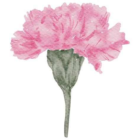 Carnation flower watercolor 10250278 PNG