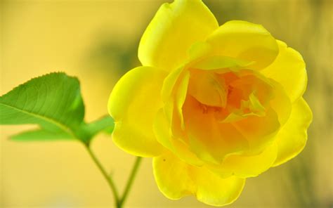 Download Yellow Rose Yellow Flower Flower Nature Rose HD Wallpaper