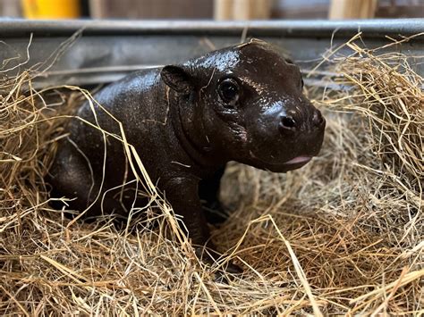 Cuteness Overload! Montgomery Zoo To Debut Pygmy Hippo Calf Thursday ...