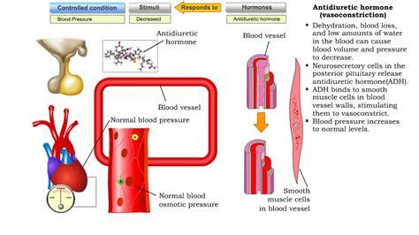 Antidiuretic hormone (vasoconstriction, water reabsorption & sweat ...