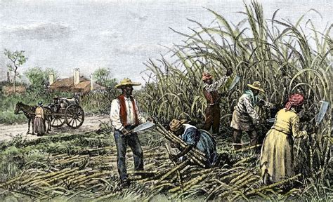 “White Gold”: The Slave Trade’s Role in America’s Sugar Industry – From ...