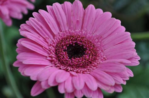 Flowers of Malaysia: Gerbera Daisy