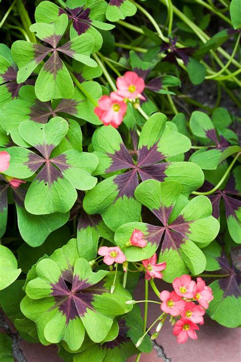 Oxalis