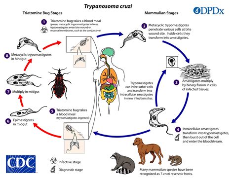 Trypanosomiasis, African trypanosomiasis & American trypanosomiasis