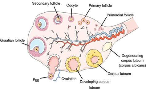 OVARIUM − Rakyat Biologi