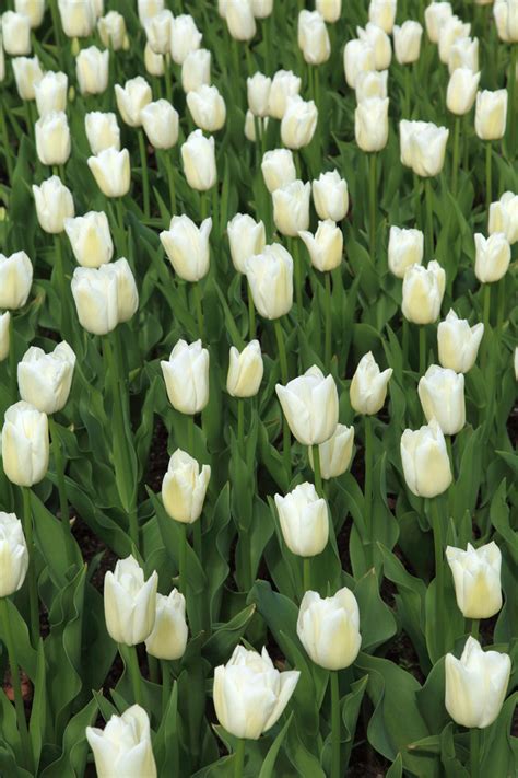 White Tulips Free Stock Photo - Public Domain Pictures