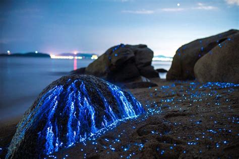 Sea Fireflies Turn Beaches In Japan Into A Beautiful Work Of Art – OMGFacts