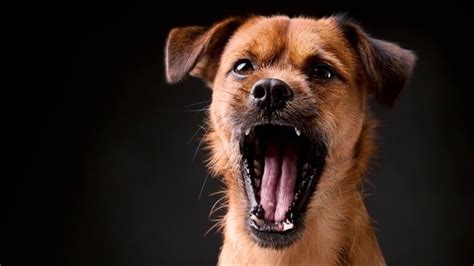 Angry Dog Barking Close Sound Effect | Free Sound Clips | Animal Sounds - YouTube