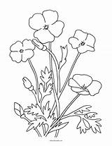 Poppy Flowers Coloring Page – Free Printable sketch template