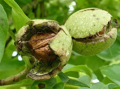 Walnut harvest sets record | Agri-Pulse Communications, Inc.