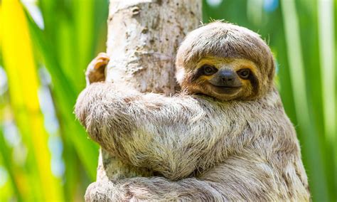 6 fast fun facts you didn’t know about sloths | Wanderlust