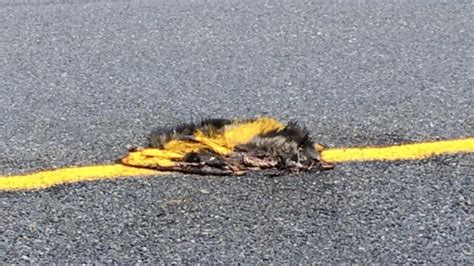 Michigan authorities criticized over roadkill painted with...