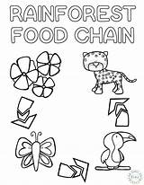 Rainforest Food Chain Coloring Page For Preschool Kids sketch template