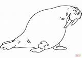 Funny Walrus coloring Page  Free Printable Coloring Pages sketch template