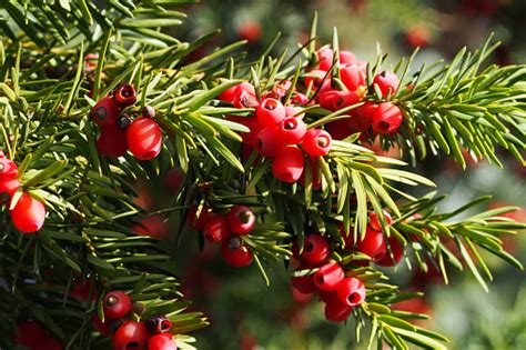 A Yew Bush With Bright Red Berries Stock Photo - Download Image Now ...