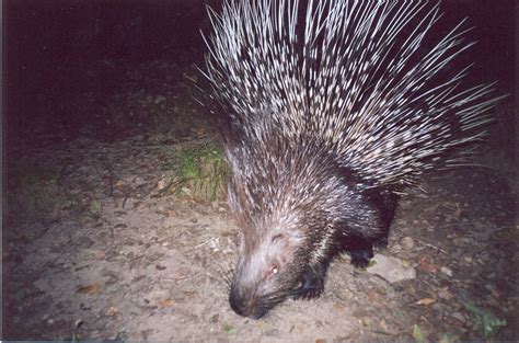 In Photos: Wildlife of Afghanistan | Wildlife conservation society, Afghanistan, Wildlife