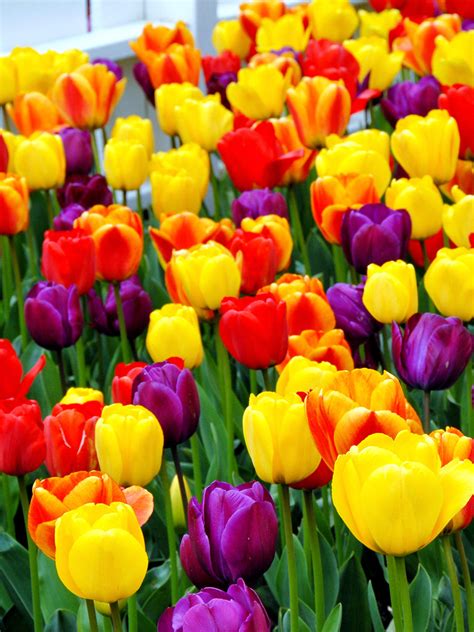 Yellow Purple Tulips