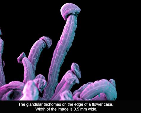 Cannabis Under The Microscope - Neatorama