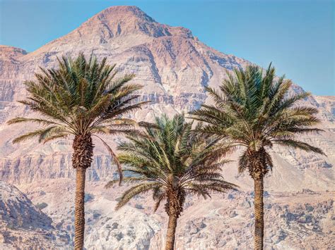 Assaf Frank Photography Licensing | Palm trees against desert mountains, Negev desert, Israel