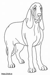 Basset Hound Full Body coloring Page sketch template
