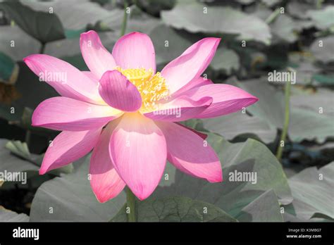 Flor de loto sagrado efecto fotografías e imágenes de alta resolución - Alamy