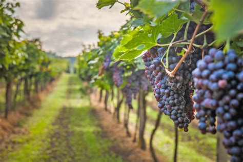 Genomics breakthrough creates climate-tolerant wine grapes - Earth.com