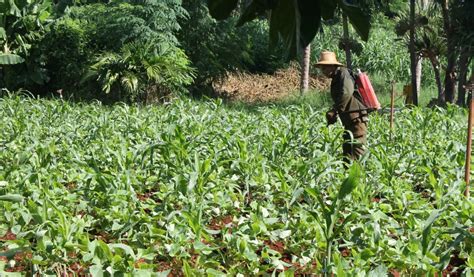 Cuban agriculture at a glance - Farm and Dairy