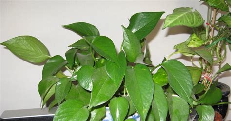 Plant Crazy: My Pothos and Philodendrons