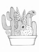 Succulent coloring Pages sketch template