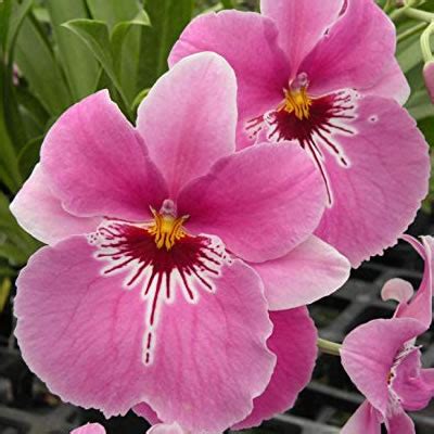 all about Miltonia Orchids and how to grow them