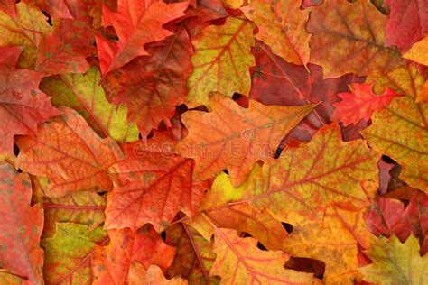 Colorful Fall Oak Leaves stock image. Image of background - 20517073