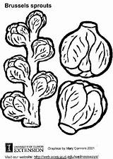 Coloring Page brussels sprouts  Free Printables Img 5775 sketch template