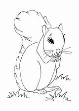 Squirrels Coloring Pages  Learny Kids sketch template