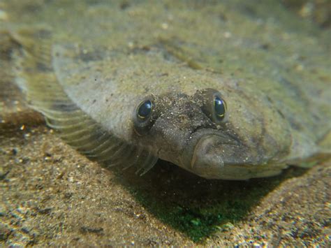 Pacific sanddab - Alchetron, The Free Social Encyclopedia