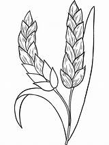 Wheat coloring Page  ColouringPages sketch template