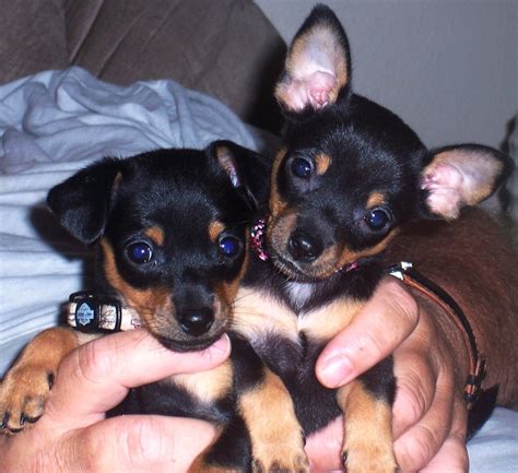 Chipin Dog (Miniature Pinscher-Chihuahua Mix) Info, Pictures, Puppies, Characteristics, Video