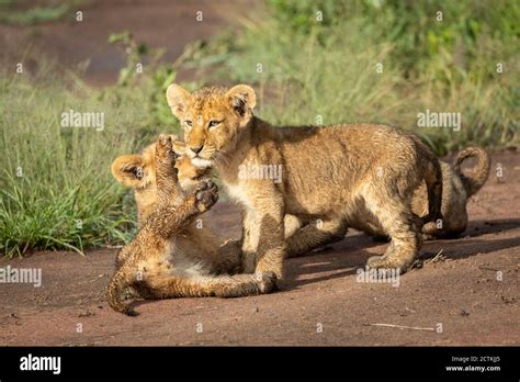 Two small baby lions playing in Serengeti in Tanzania Stock Photo - Alamy