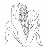 Printable Corn On The Cob Coloring Pages sketch template