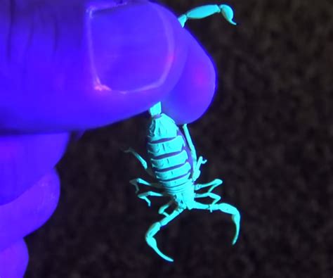 Glowing Scorpions