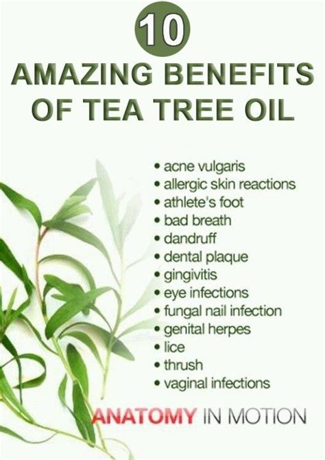 Benefits Of Tea Tree Oil :Tea tree oil helps in strengthening the ...