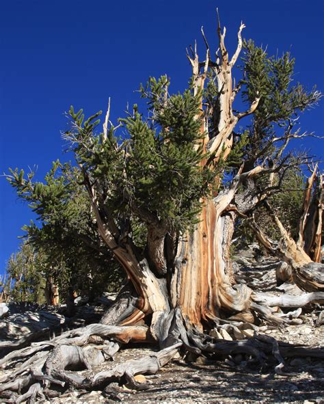 Pinus longaeva , um dos seres mais longevos existentes