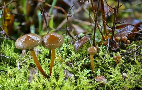 Exploring Psilocybe stuntzii: Identification Guide & Key Features