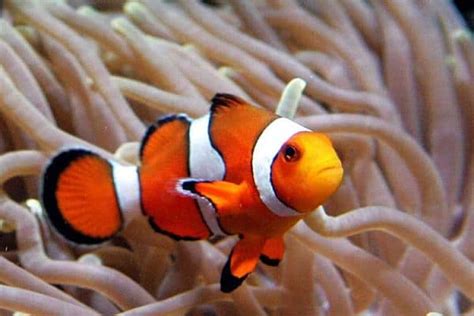 Pez Payaso, El Adorable Nemo! Todo Sobre Como Tenerlo En Tu Acuario