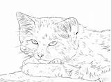 Top Cat Coloring Pages  Learny Kids sketch template
