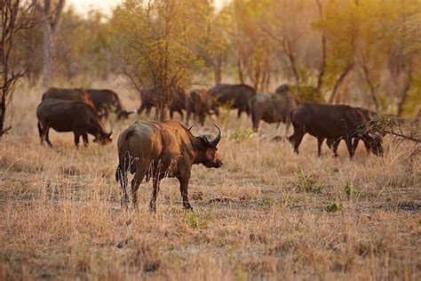 Buffalo Herd On African Plains Day Length Summer Photo Background And ...