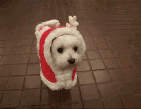 Merry Christmas Cute Puppy GIF | GIFDB.com