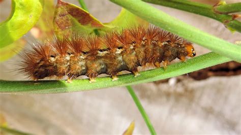 Stinging Caterpillars - Proctor Pest Control