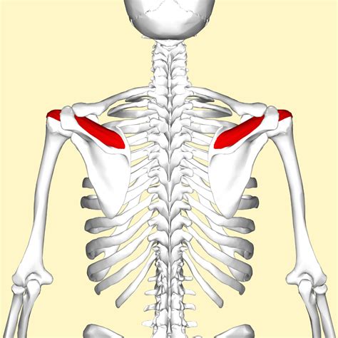 Supraspinatus | Supraspinatus muscle, Muscle anatomy, Muscle