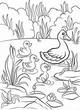 Simple Pond Coloring Pages sketch template
